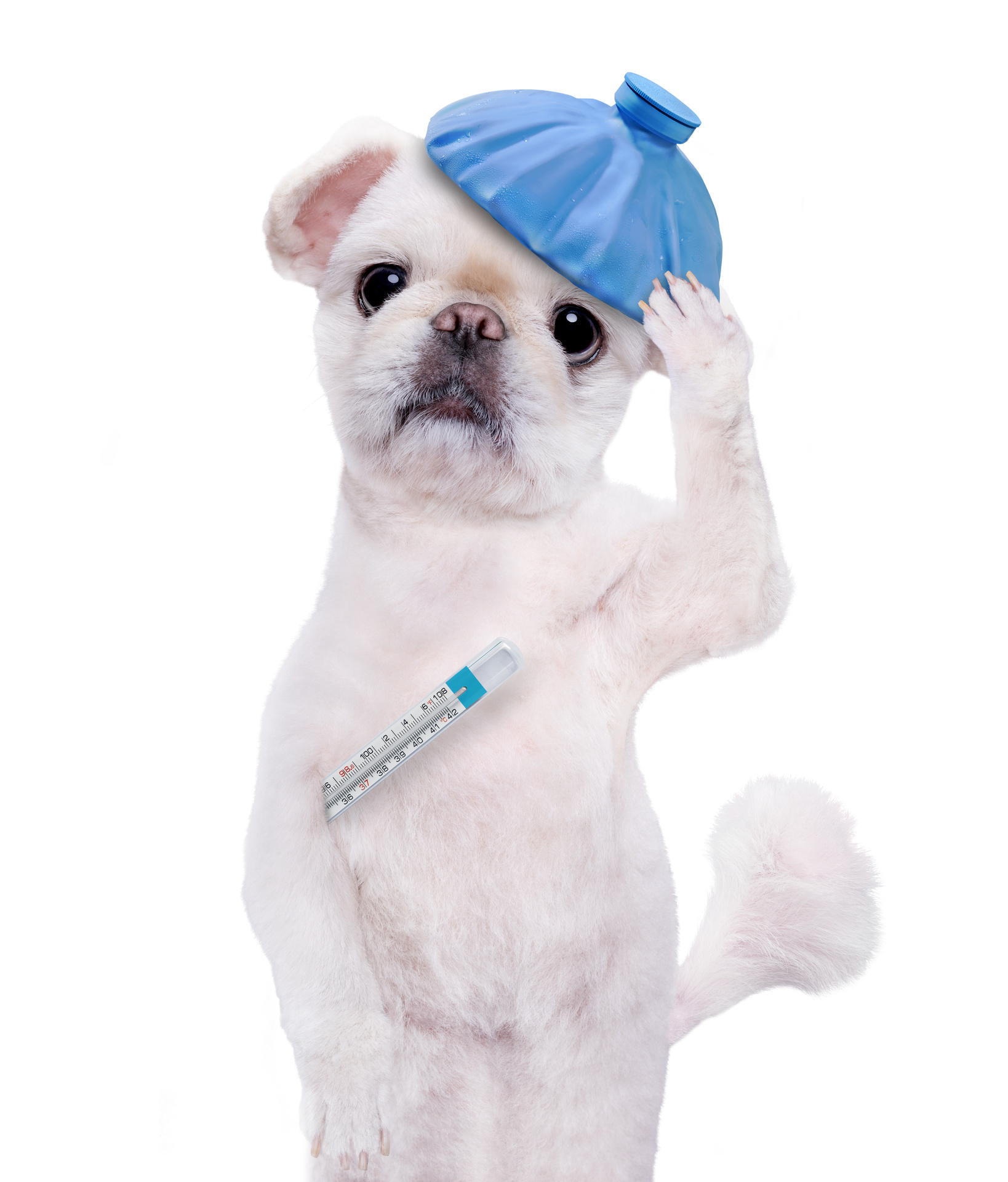Sick dog. Isolated on white.